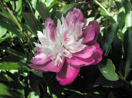 Peony, JPG Peony, JPG