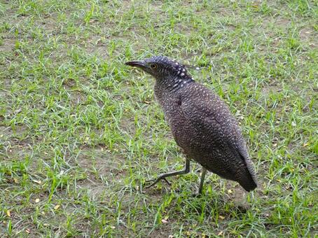 ズグロミゾゴイ 幼鳥4 ズグロミゾゴイ,頭黒溝五位,幼鳥の写真素材