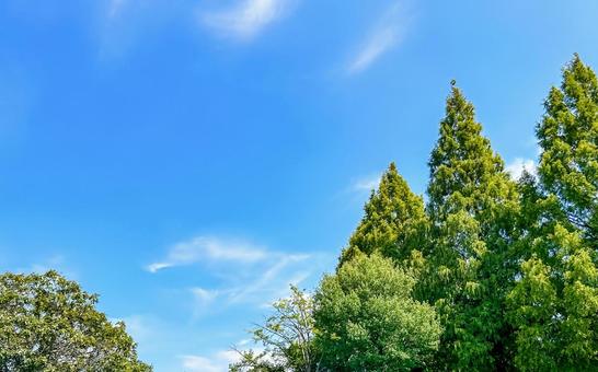 すがすがしい青空と緑のメタセコイア並木 並木,さわやか,ナチュラルの写真素材