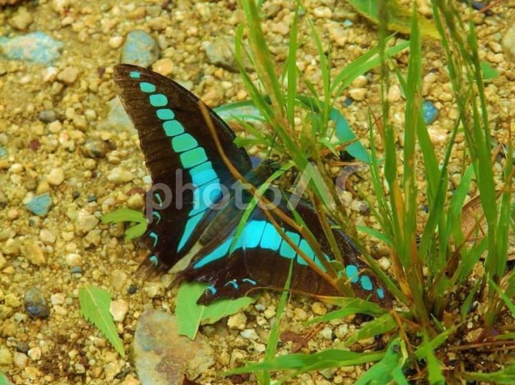 アオスジアゲハ アオスジアゲハ,蝶々,虫の写真素材