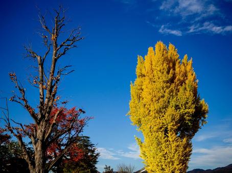 紅葉が美しい銀杏の大木 紅葉,風景,背景の写真素材