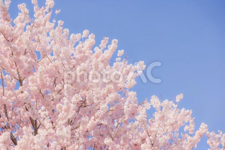 春の風景　青空　さくら　桜　開花 桜,春,花の写真素材