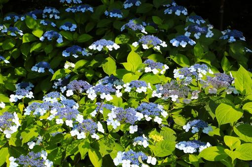 ガクアジサイ3(横浜市内にて) ガクアジサイ,梅雨時,観賞用樹木の写真素材