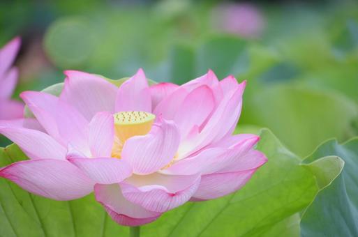 蓮の花！の写真