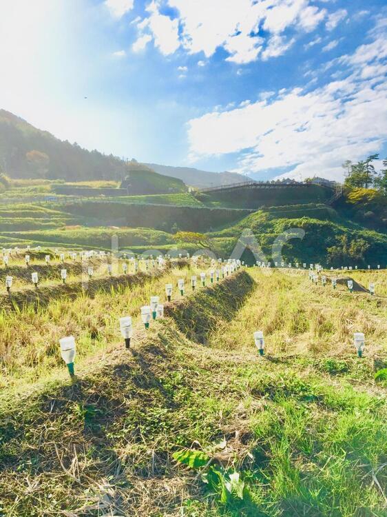 段々畑、日本の秋の風景です 農業（商業企業）,風景,自然の写真素材