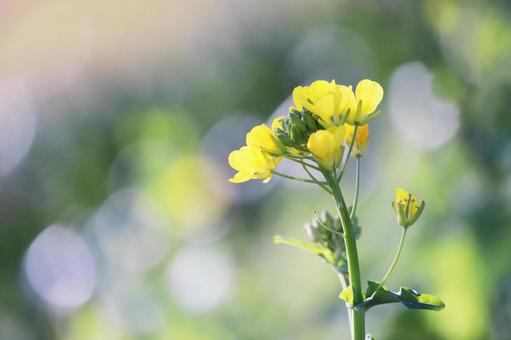 春の訪れと菜の花 春の訪れと菜の花 花,菜の花,黄色の写真素材