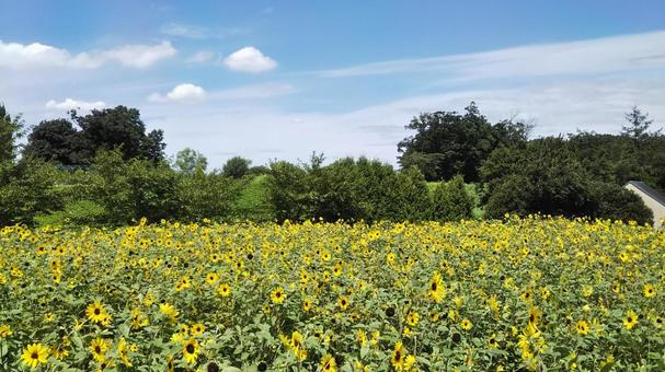 Photo, sunflower, summer, sunflower field, 