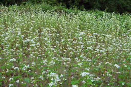 山間のそば畑 花咲く 山間のそば畑 花咲くの写真