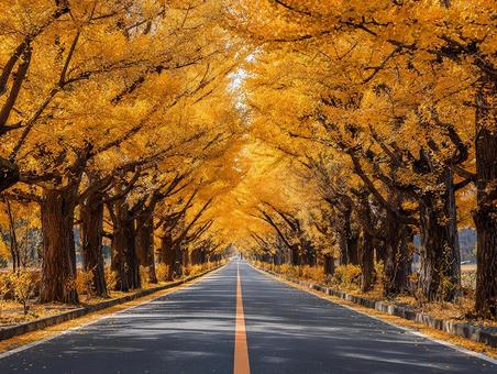 イチョウ並木の紅葉と青空 イチョウ並木の紅葉と青空の写真