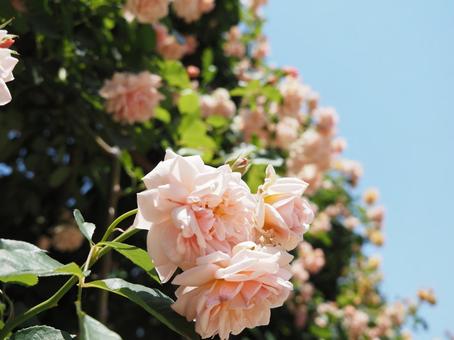 薔薇 薔薇の写真