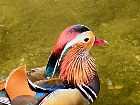 水面を泳ぐオシドリ 水面を泳ぐオシドリの写真