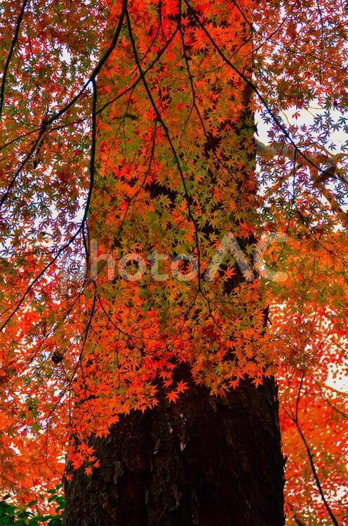 秋のカーテン 秋,紅葉,もみじの写真素材
