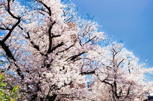 桜 桜の写真