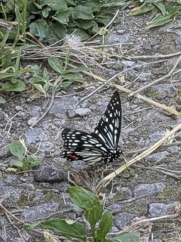 Photo, swallowtail butterfly, butterfly, summer, 