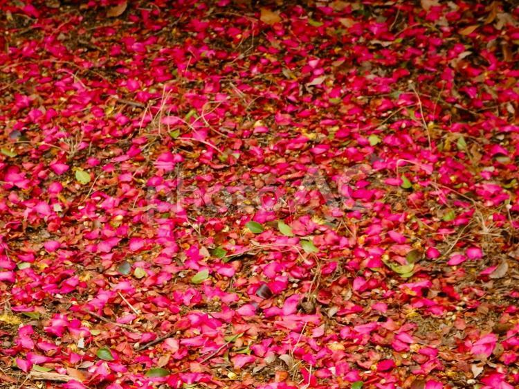 地面を覆う赤い椿の花びら 椿,花,赤の写真素材