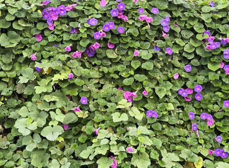 朝顔 朝顔,花,屋外の写真素材