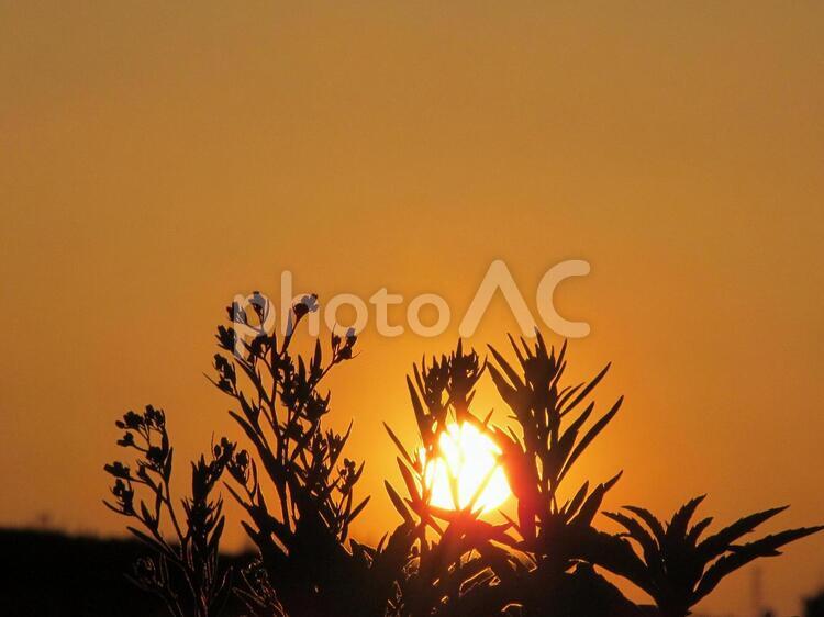 夕日と植物 夕日,太陽,光の写真素材