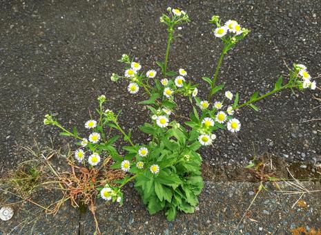 アスファルトに咲く花 ヒメジオン,雑草,アスファルトの写真素材