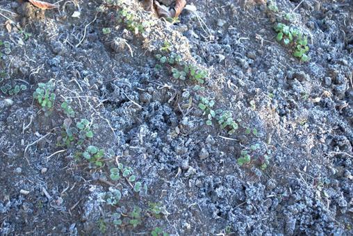 霜が降りた畑の土 土,霜,氷点下の写真素材
