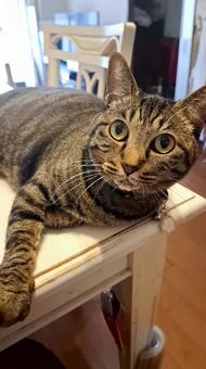 猫 呼んだてしょ 猫 呼んだてしょ 生き物,動物,ペットの写真素材
