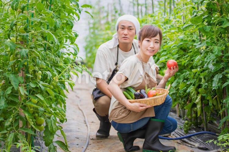 トマトを栽培する男女 家庭菜園,野菜,農業体験の写真素材