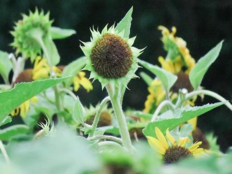 向日葵の花の終わり 向日葵の花の終わりの写真