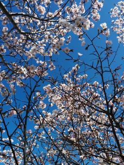Photo, cherry blossoms, sakura, spring, 