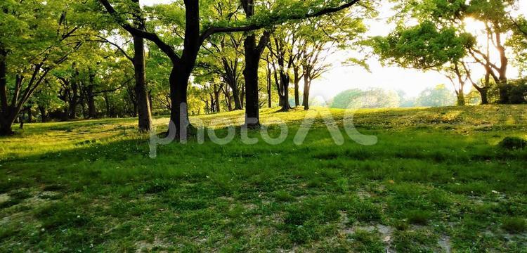木のある風景「林」 夏,新緑,5月の写真素材