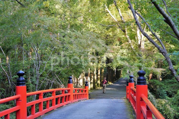 赤い橋と青いもみじ 太鼓橋,紅葉,緑の写真素材