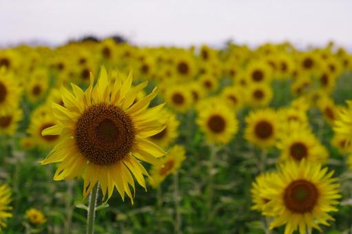 ヒマワリ　向日葵　夏の花　黄色の花 ヒマワリ,向日葵,夏の花の写真素材