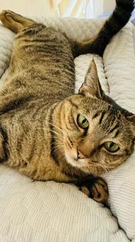 Rescue Cats, JPG
