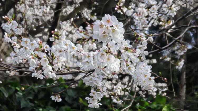 心の美しさ 桜,ソメイヨシノ,花の写真素材