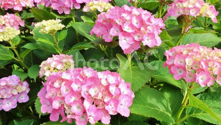 満開に咲く美しいアジサイの花 5月,6月,あじさいの写真素材