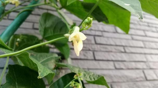 インゲン豆の花 インゲン,豆,インゲン豆の写真素材