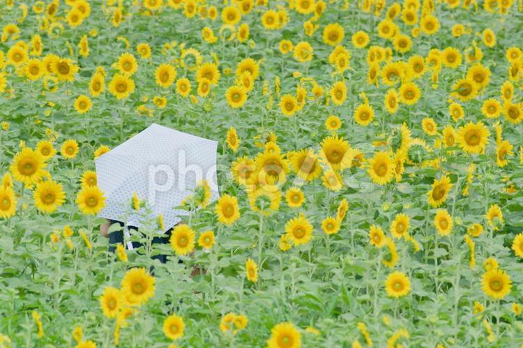 ヒマワリ ひまわり,向日葵,ひまわり畑の写真素材