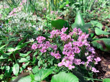 ピンクの小さな花の写真