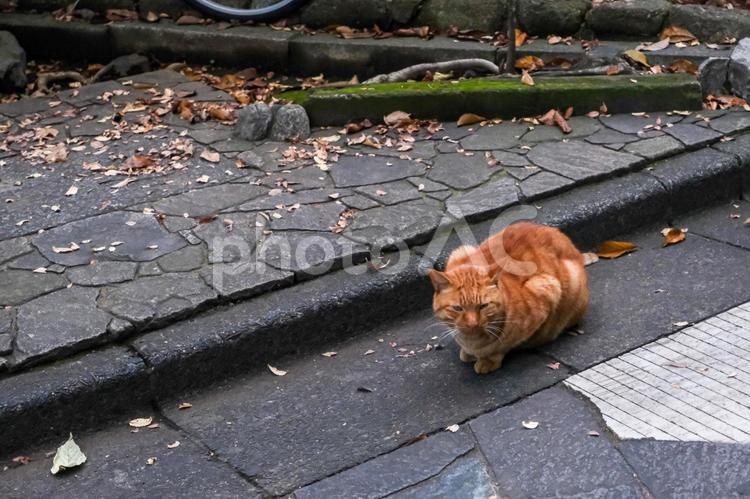 音無親水公園の地域猫 猫,地域猫,野良猫の写真素材