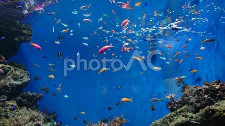 水族館 水中,魚,サンゴの写真素材