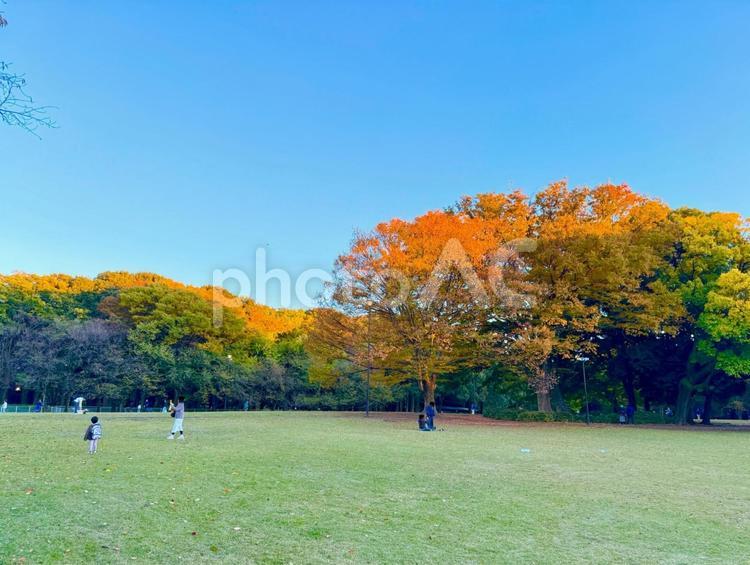 紅葉する砧公園とブルースカイ 青空,空,ブルースカイの写真素材