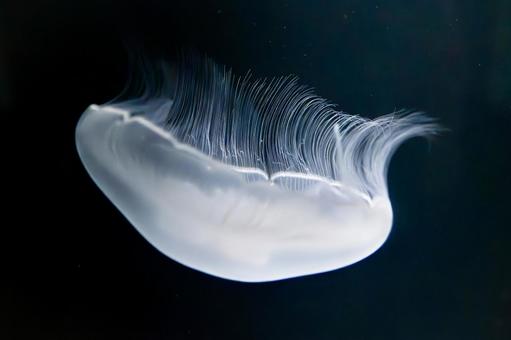 幻想的に浮かぶクラゲの横姿 幻想的に浮かぶクラゲの横姿 クラゲ,生き物,可愛いの写真素材