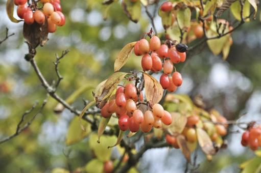 サンシュユ④ サンシュユ④の写真