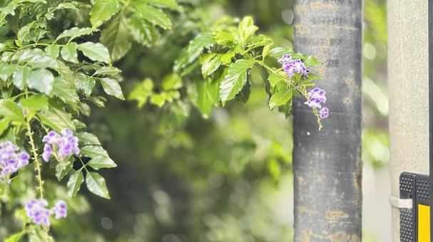 道端の花と電柱　 花,道,住宅街の写真素材