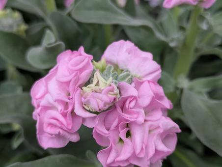 かわいいストックの花 ストック,花,フラワーの写真素材