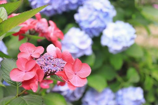 Close-up of red hydrangea flowers, JPG