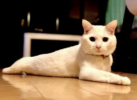 しろねこ しろねこの写真