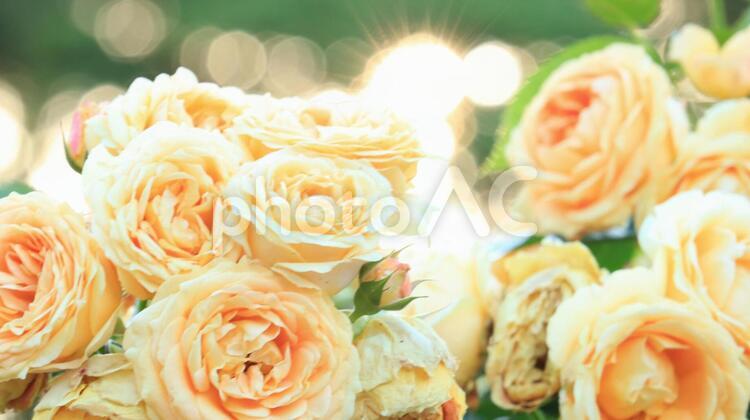 夕日の中のイエローローズ  逆光 バラ,薔薇,フラワーの写真素材