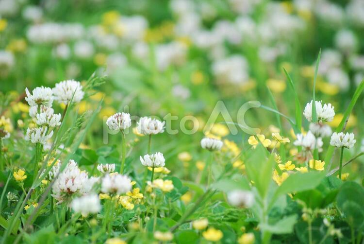 野原のささやかな宴 花,シロツメクサ,白い花の写真素材