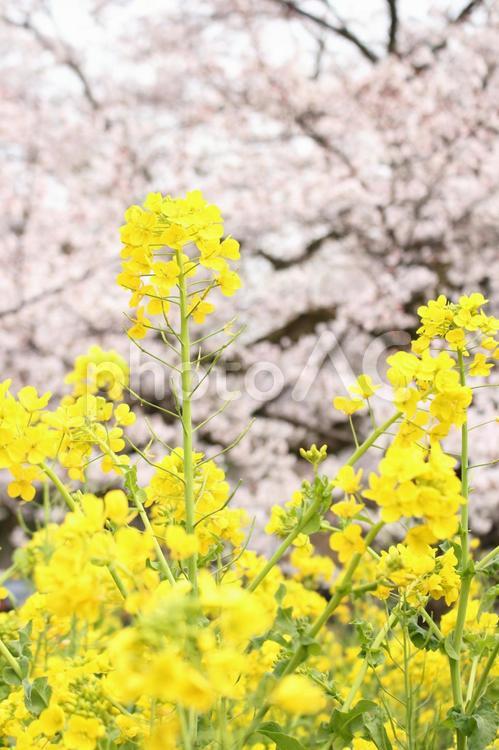 菜の花と桜 さくら,春,サクラの写真素材