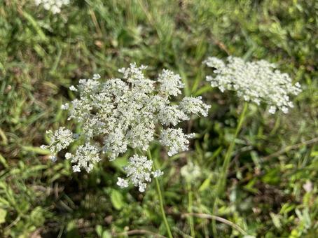 セリ科ノラニンジンの花 セリ科ノラニンジンの花 ノラニンジン,ニンジン属,セリ科の写真素材