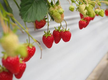 いちごたち いちご狩り,ビニール,フルーツの写真素材